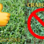 St Augustine Grass Vs Crabgrass