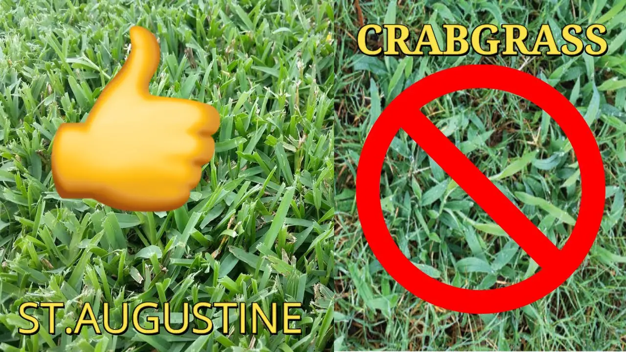 St Augustine Grass Vs Crabgrass