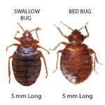Swallow Bugs Vs Bed Bugs