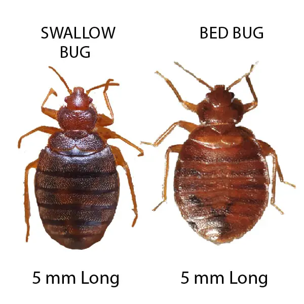Swallow Bugs Vs Bed Bugs