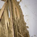 Termite Damage Vs Water Damage