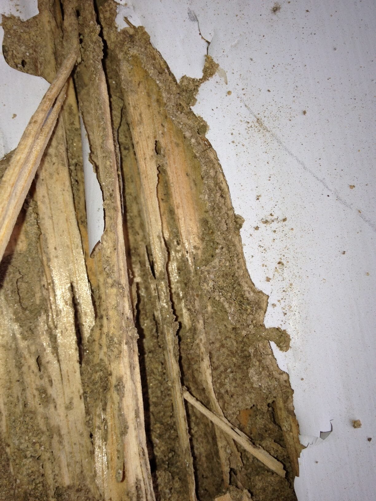 Termite Damage Vs Water Damage