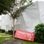 Termite Spot Treatment Vs Tenting