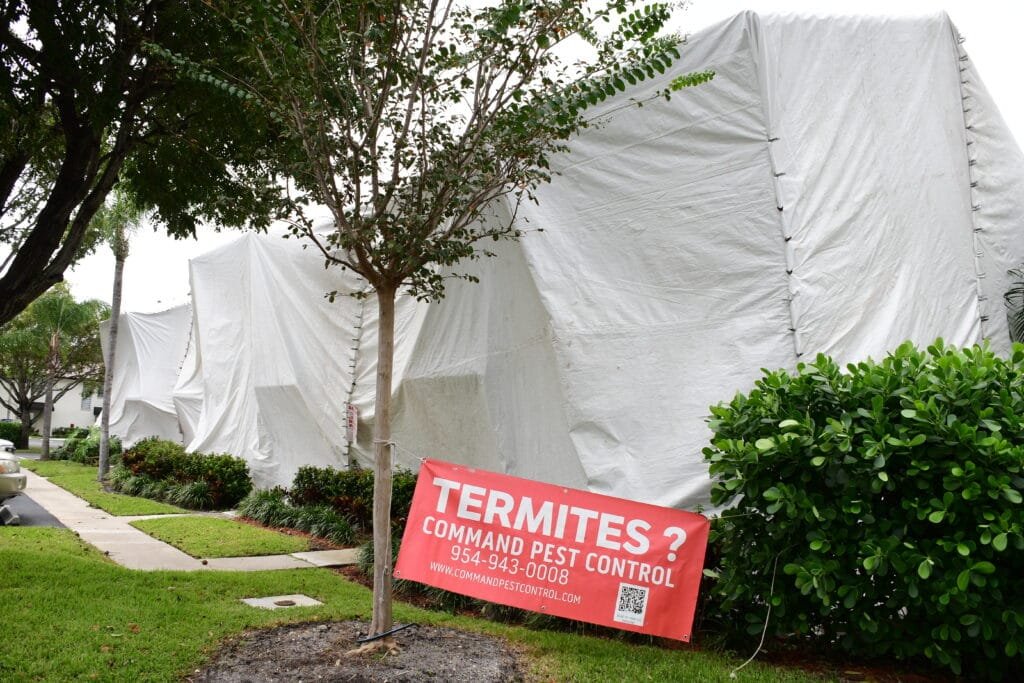 Termite Spot Treatment Vs Tenting