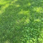 What to Do If Your Neighbor Won'T Cut Their Grass