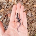 Why am I Seeing So Many Lizards in My Yard