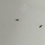 Why are Bugs Coming Out of My Drain
