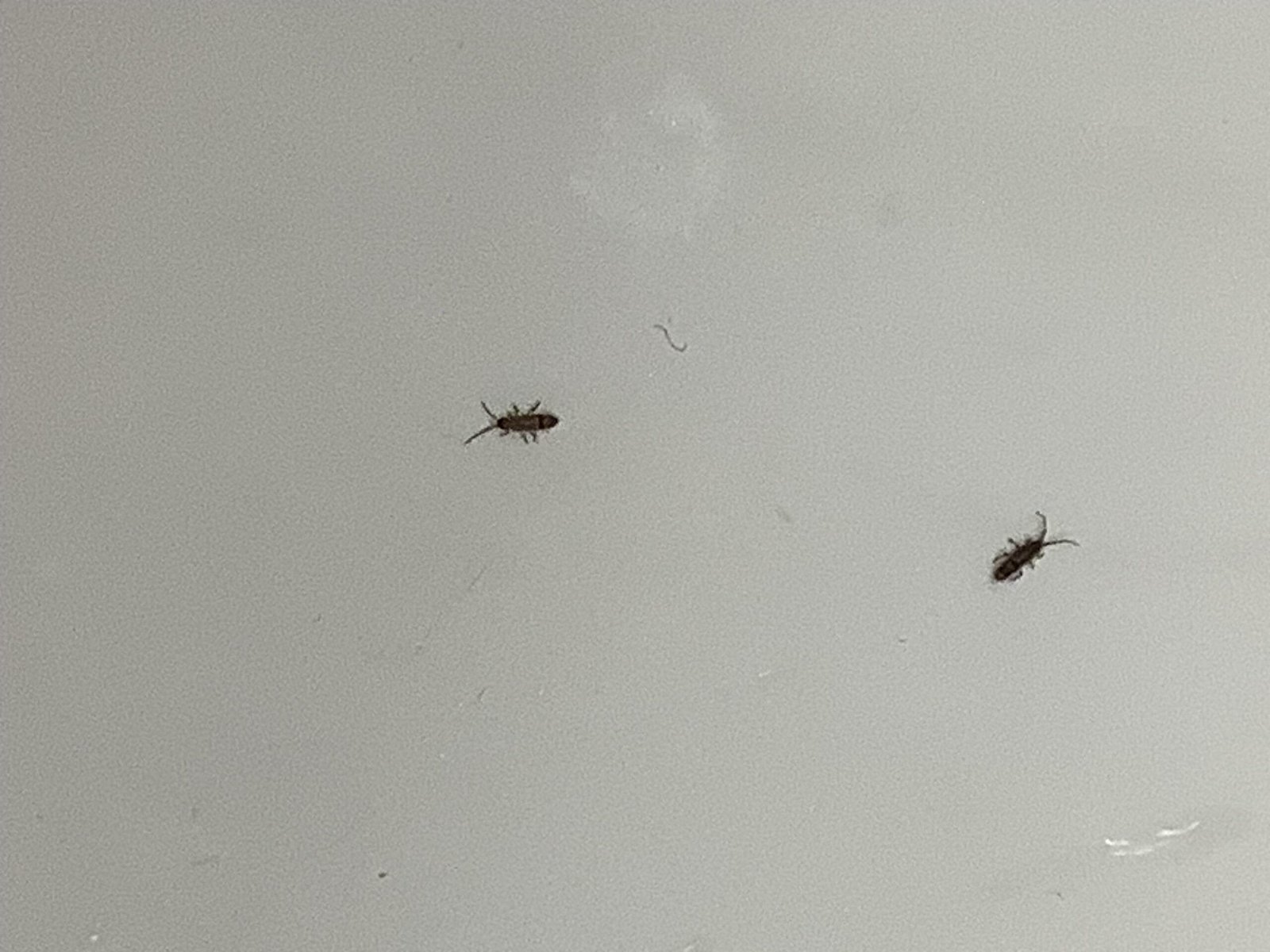 Why are Bugs Coming Out of My Drain