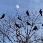 Why are Crows Banging on My Roof