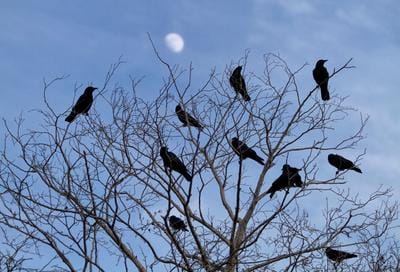 Why are Crows Banging on My Roof