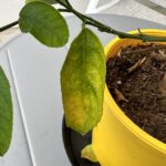 Why are My Lemon Tree Leaves Turning Yellow