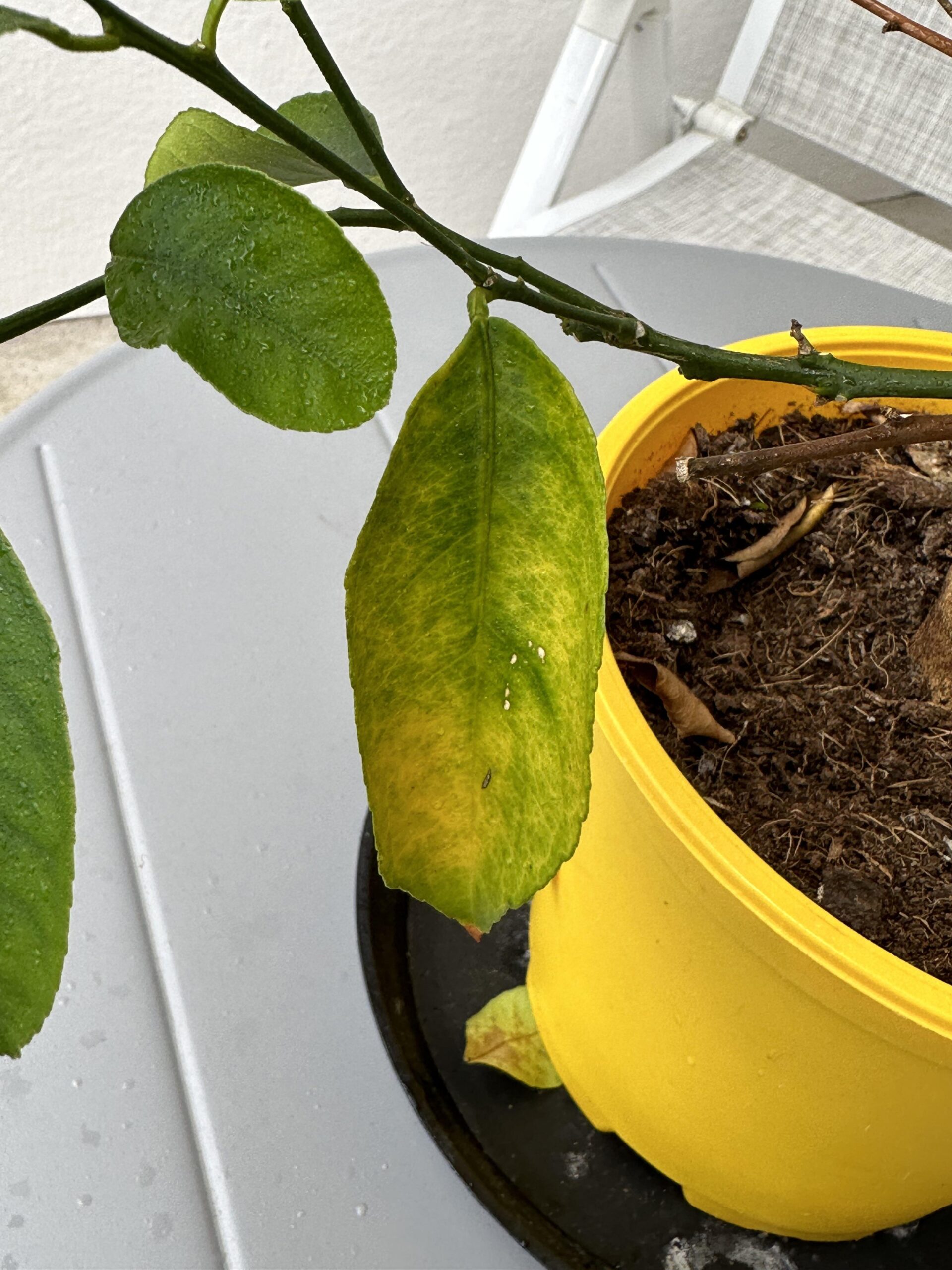 Why are My Lemon Tree Leaves Turning Yellow