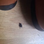 Why are There Flies in My Basement