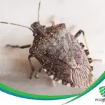 Why Do Bugs Get into My House During Fall