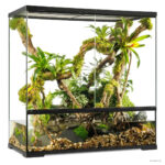 Why Does My Paludarium Have White Spots