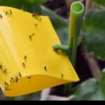 Why is My House Full of Gnats How to Get Rid of Them