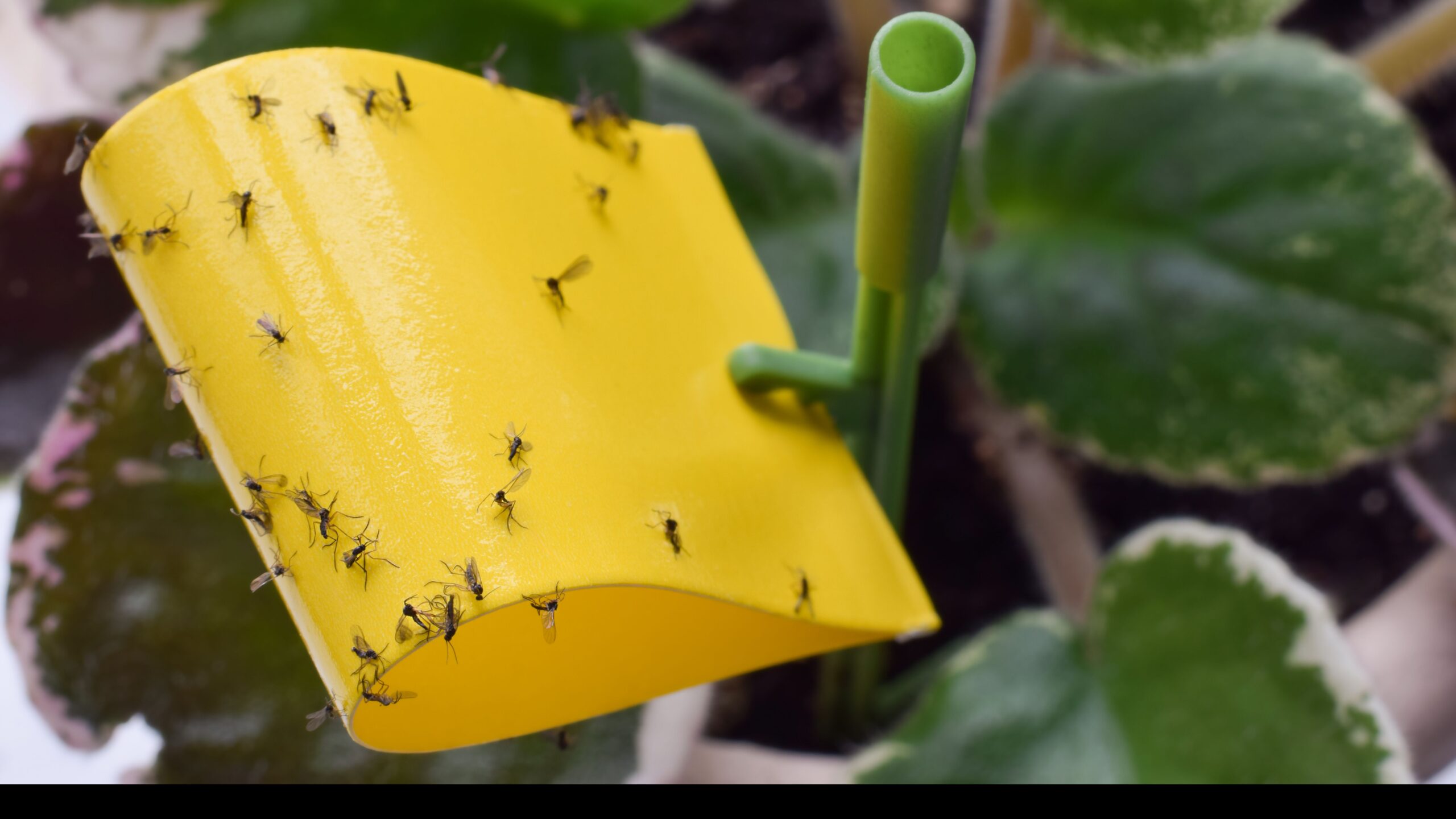 Why is My House Full of Gnats How to Get Rid of Them