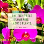 Why Won'T My House Plants Grow