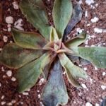 Why Your Succulents Keep Dying