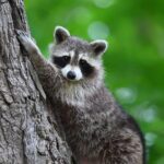 Why Your Yard is Attracting Raccoons And How to Keep Them Out