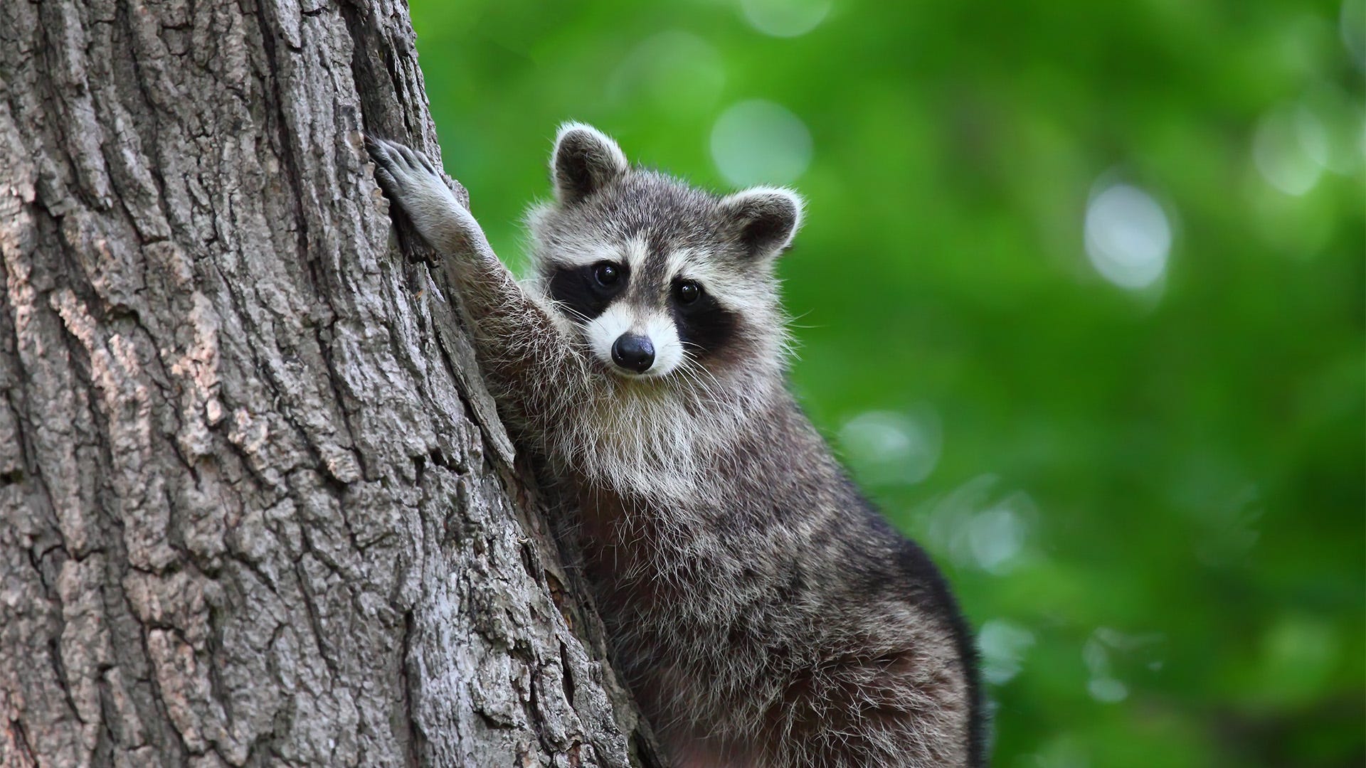 Why Your Yard is Attracting Raccoons And How to Keep Them Out