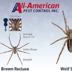 Wolf Spider Vs Brown Recluse