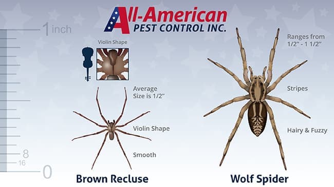 Wolf Spider Vs Brown Recluse