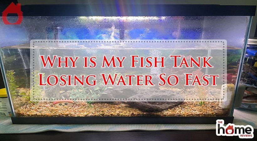 Why is My Fish Tank Losing Water So Fast-Fi