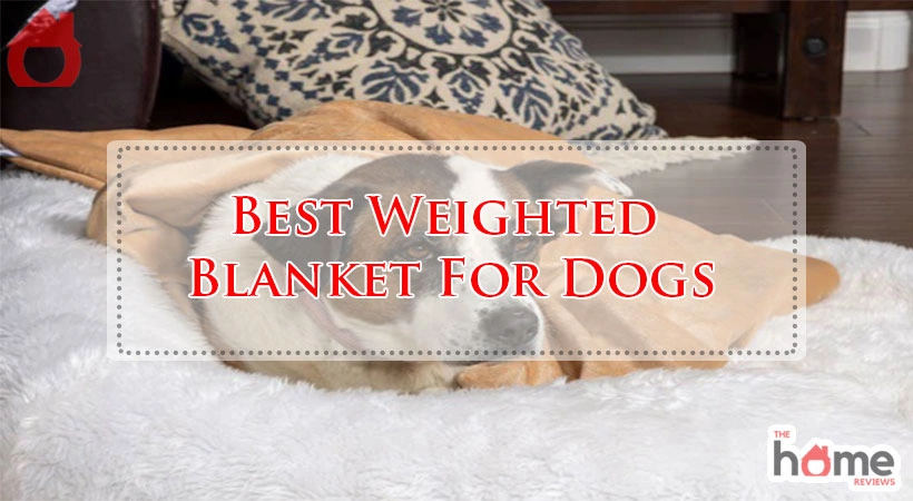 Best Weighted Blanket For Dogs