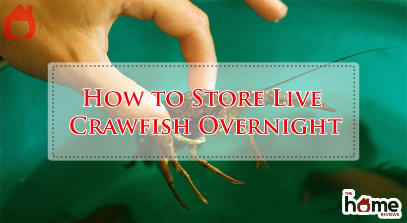 How to Store Live Crawfish Overnight