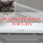 Best Air Purifier For Cats