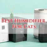 Best Humidifier For Cats