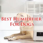 Best Humidifier For Dogs