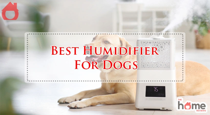 Best Humidifier For Dogs