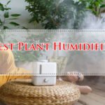Best Plant Humidifier