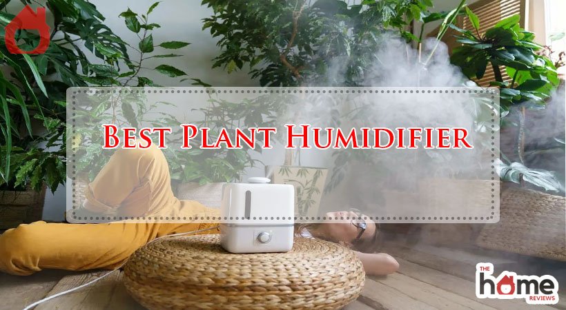 Best Plant Humidifier