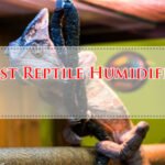 Best Reptile Humidifier