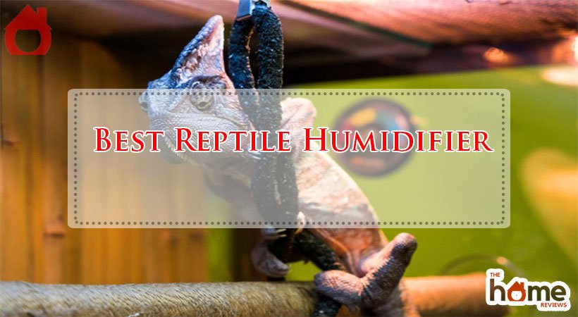Best Reptile Humidifier