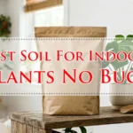 Best Soil For Indoor Plants No Bugs
