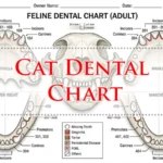 Cat Dental Chart