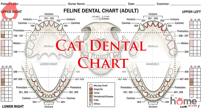 Cat Dental Chart