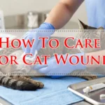 How To Care For Cat Wound