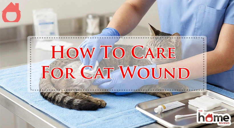 How To Care For Cat Wound