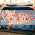How To Travel With A Cat Long Distance By Car