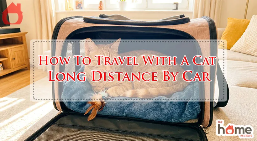 How To Travel With A Cat Long Distance By Car