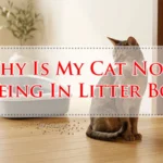 Why Is My Cat Not Peeing In Litter Box