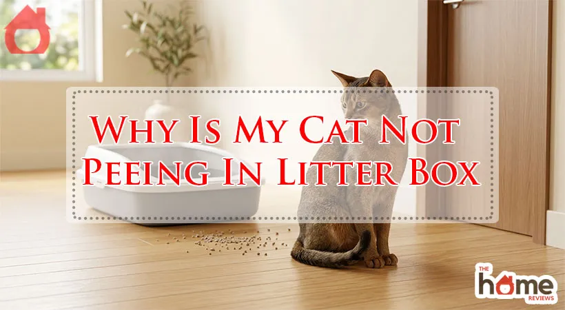 Why Is My Cat Not Peeing In Litter Box