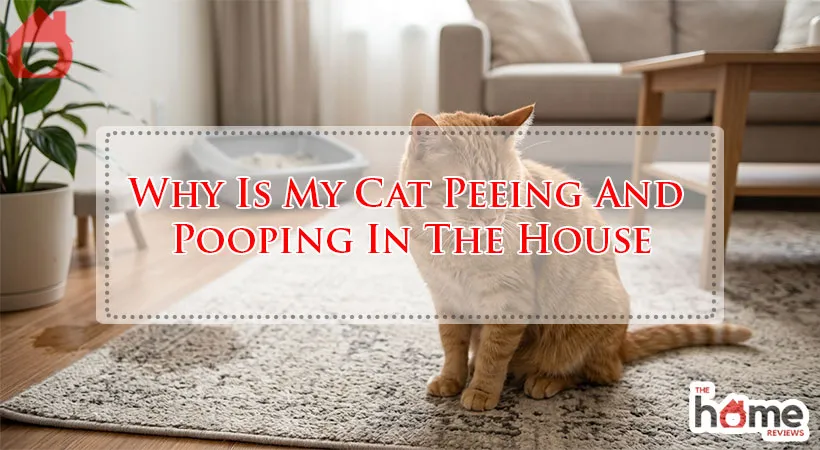 Why Is My Cat Peeing And Pooping In The House