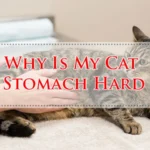 Why Is My Cat Stomach Hard