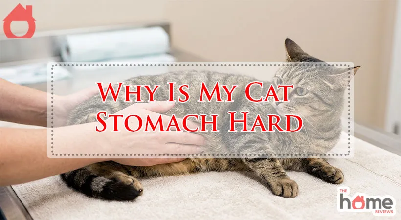 Why Is My Cat Stomach Hard